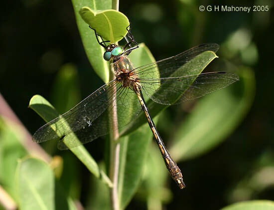 Male Orange-spotted Emerald Photo